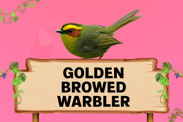golden browed warbler