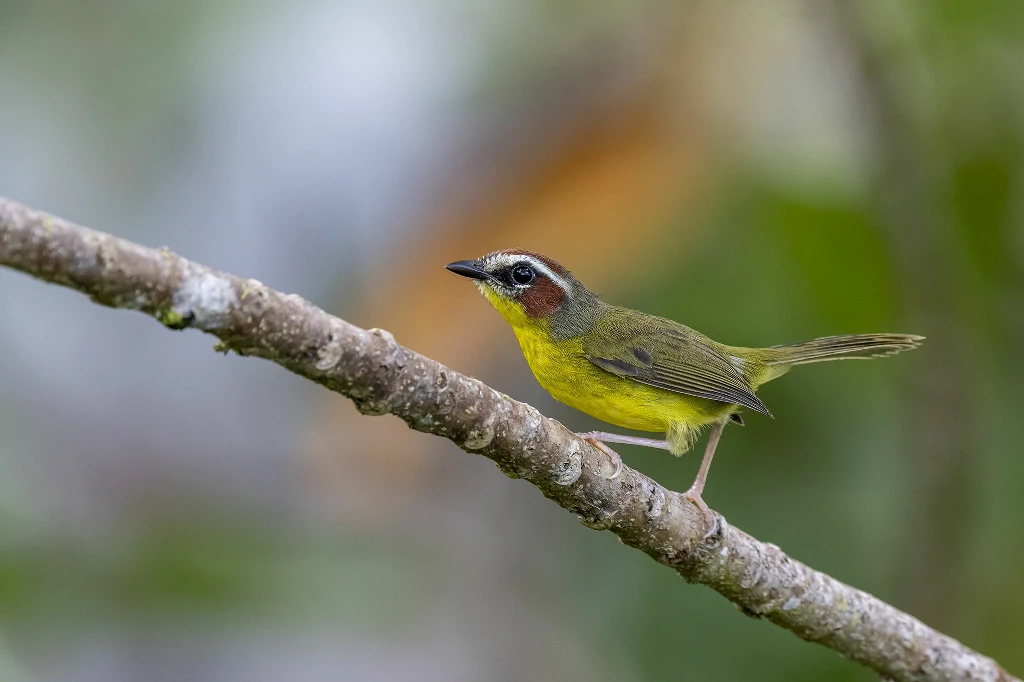 golden-browed warbler 