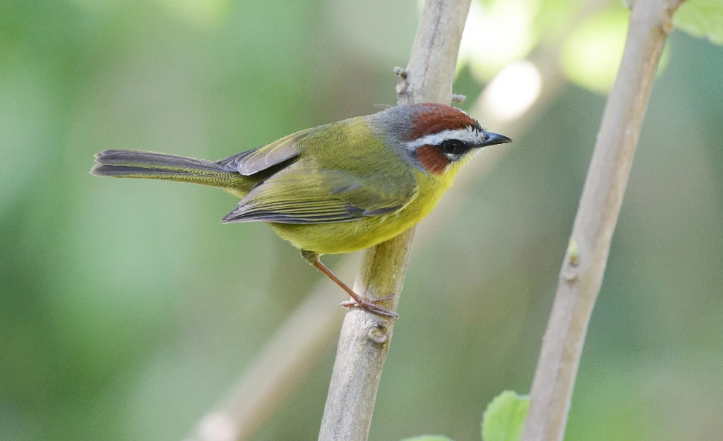 golden-browed warbler 