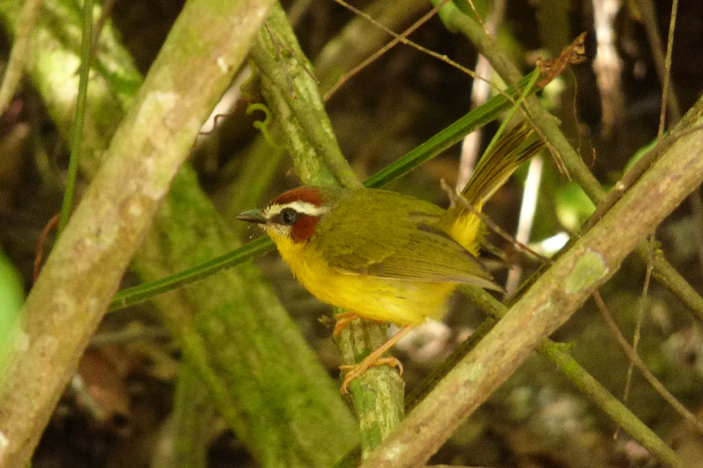 golden-browed warbler 