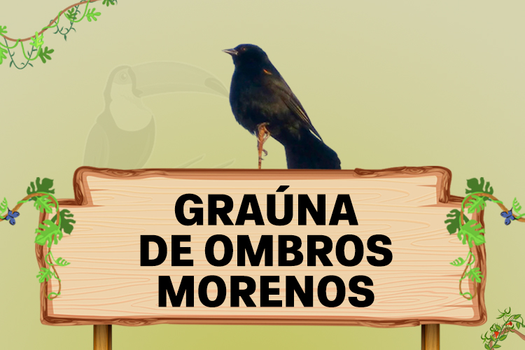 grauna de ombros morenos