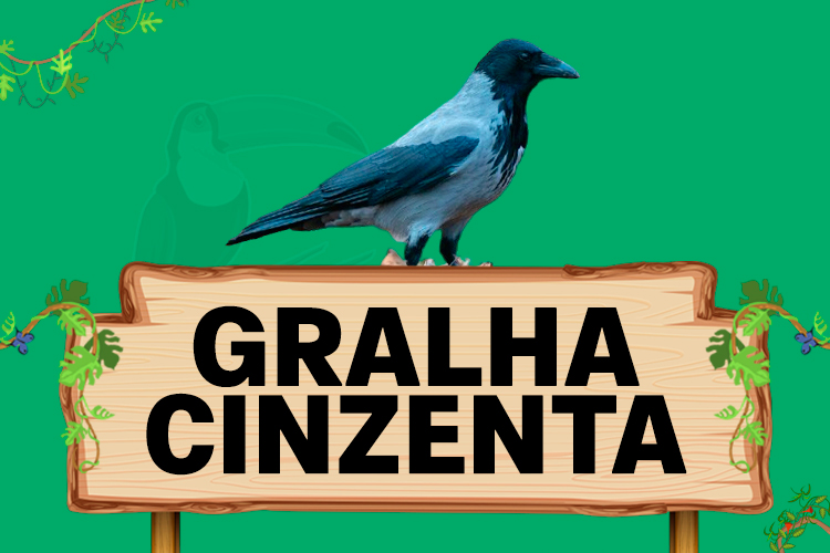 gralha cinzenta