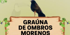 grauna de ombros morenos