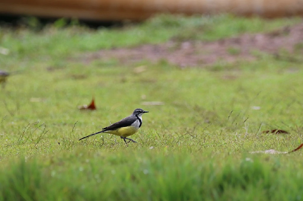 habitat da alveola de madagascar