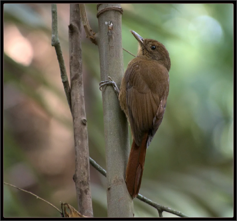 habitat da chorona-manchada