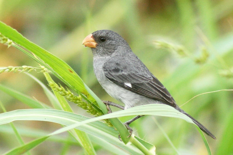 habitat da cigarra-verdadeira