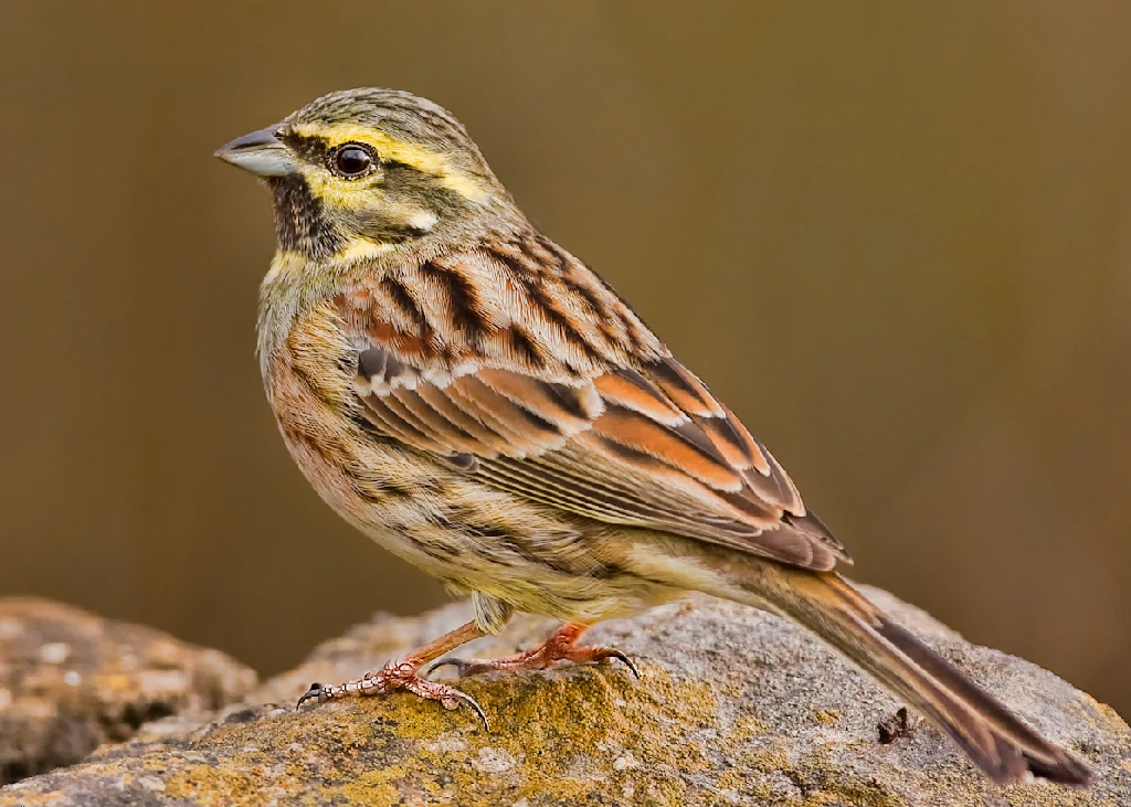 habitat da escrevedeira-de-garganta-preta