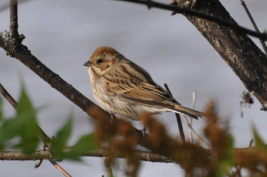 habitat da escrevedeira-de-pallas