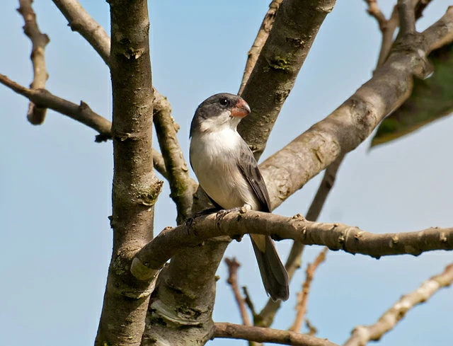 habitat da patativa-chorona