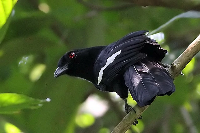 habitat da pega-preta-da-malasia