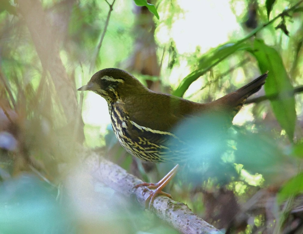 habitat da tovaca-estriada