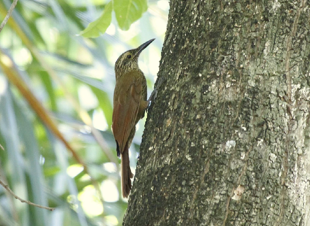 habitat do arapacu-grande