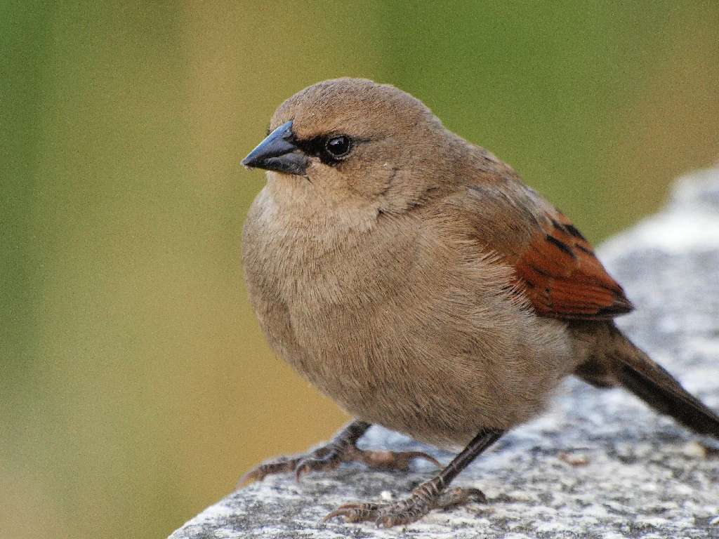 habitat do asa-de-telha-palido