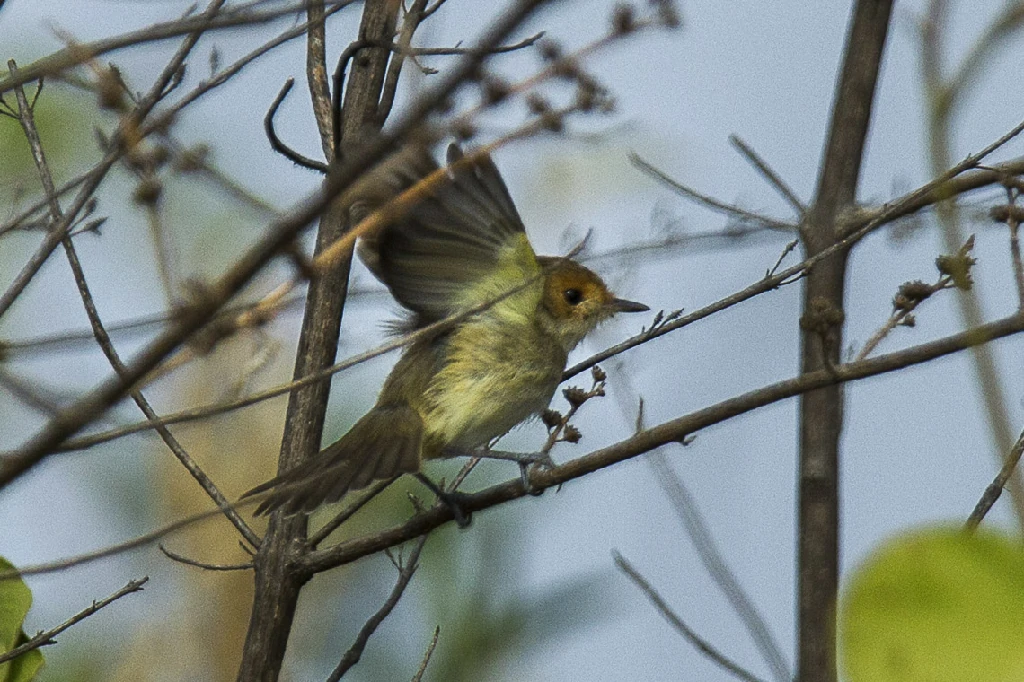 habitat do barulhento