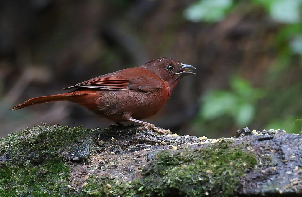 habitat do black-cheeked ant tanager