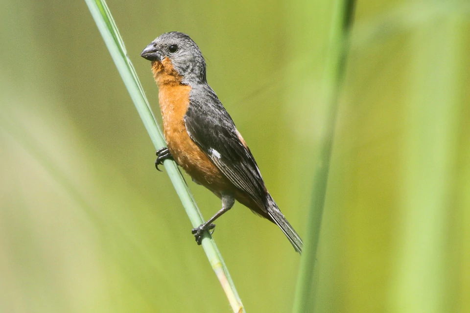 habitat do caboclinho-de-papo-preto