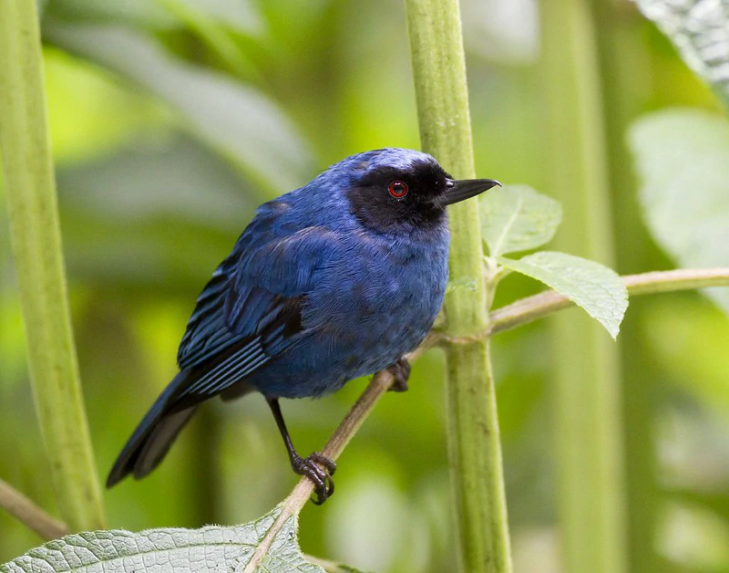 habitat do fura-flor-indigo