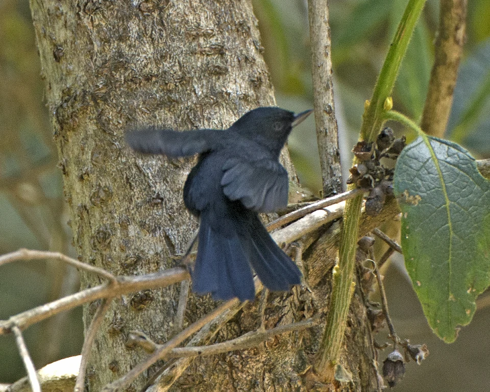 habitat do fura-flor-preto