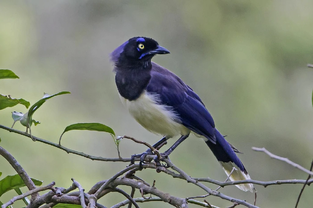 habitat do gaio-de-peito-preto