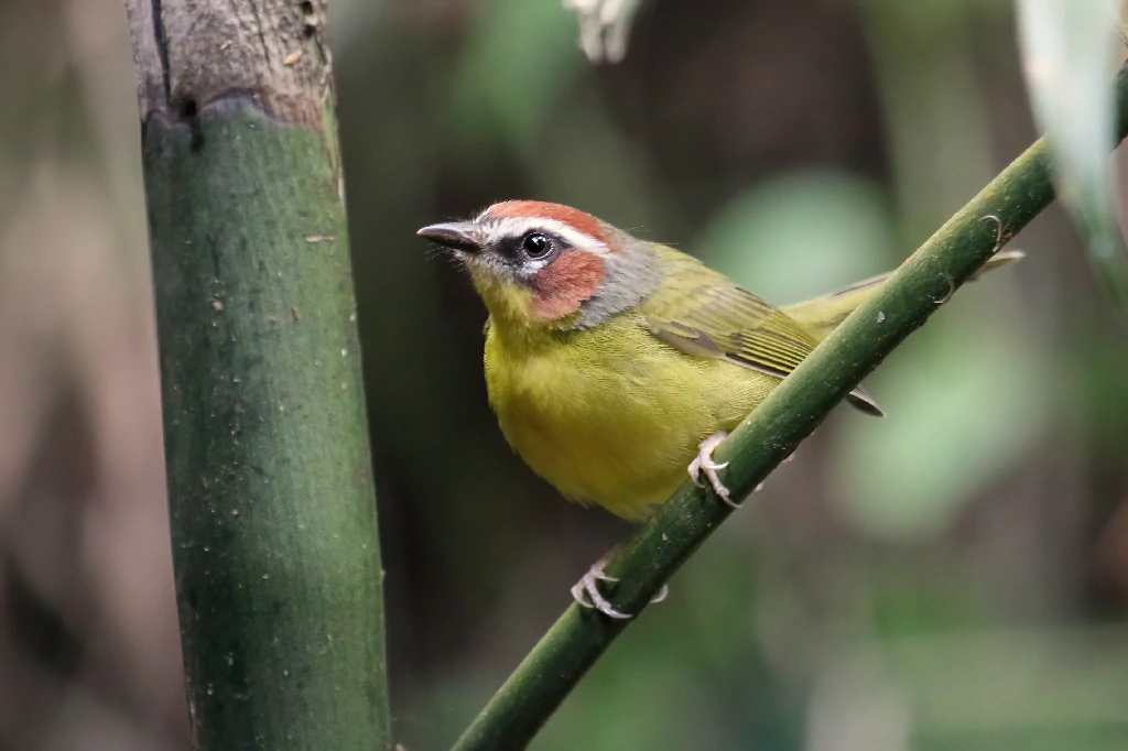 habitat do golden-browed warbler