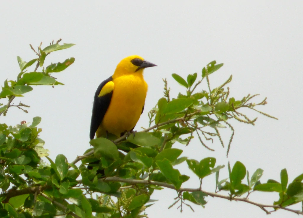 habitat do irataua-grande