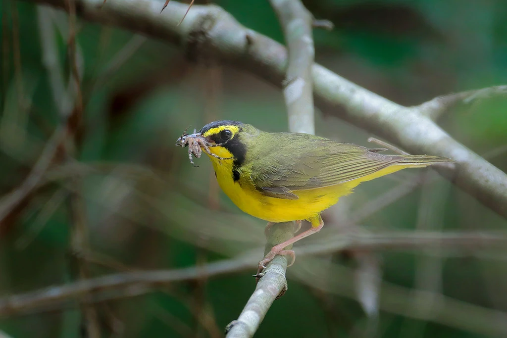 habitat do mariquita-de-capuz-esverdeado 