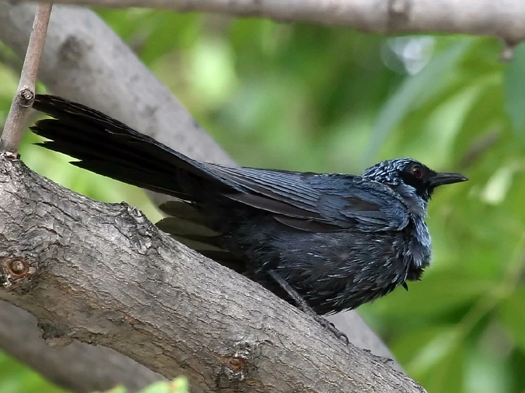 habitat do mimao-azulado