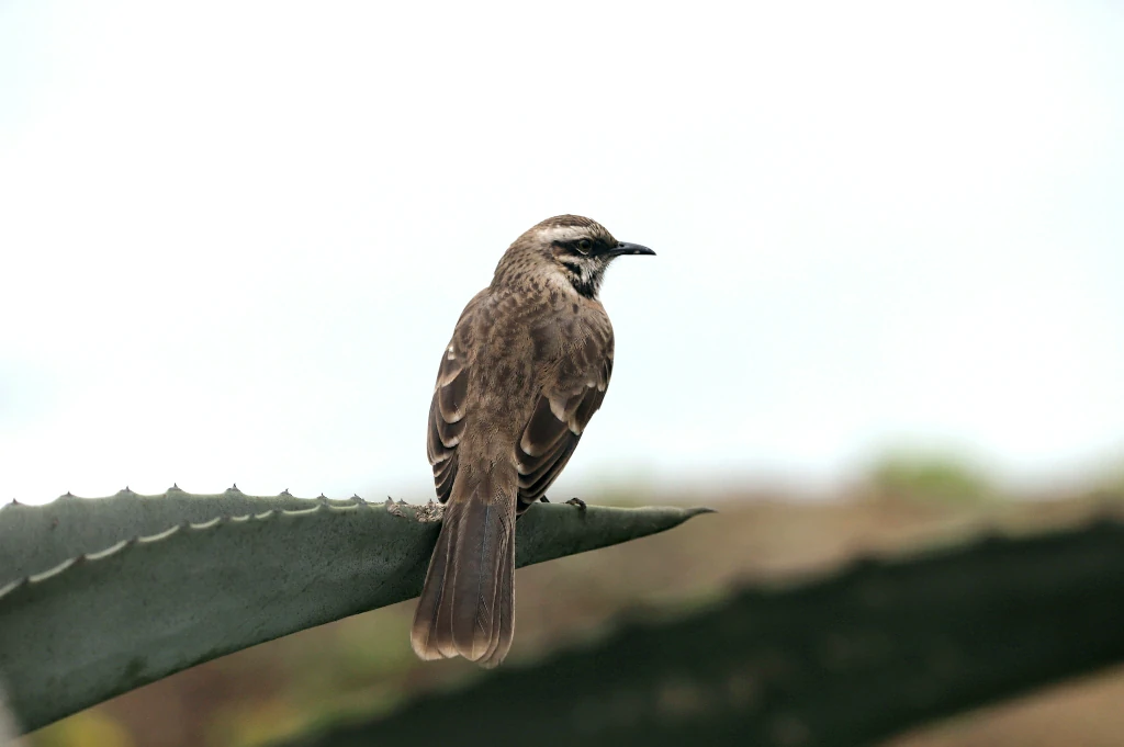 habitat do mimao-de-cauda-longa