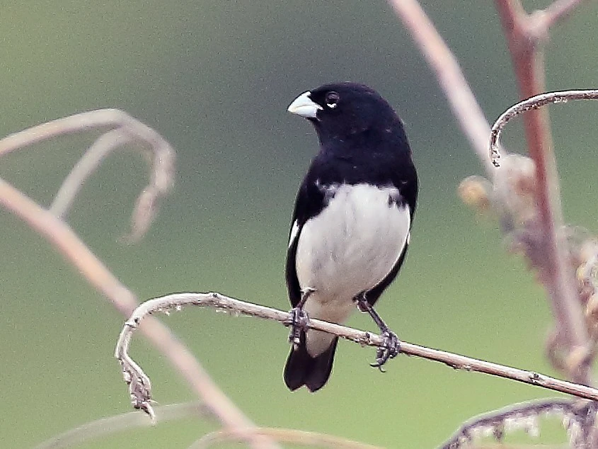 habitat do papa-capim-preto-e-branco