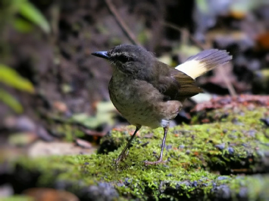 habitat do pula-pula-de-cauda-avermelhada