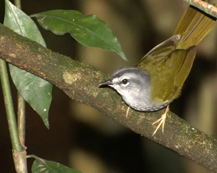 habitat do pula-pula-de-sobrancelha