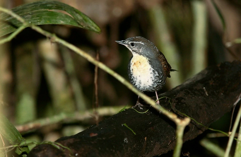habitat do rusty-belted tapaculo