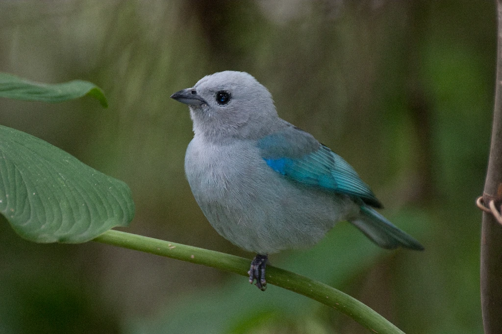 habitat do sanhacu-de-encontro-branco