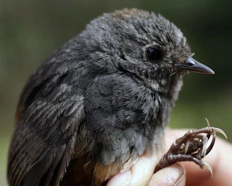 habitat do tapaculo-ferreirinho