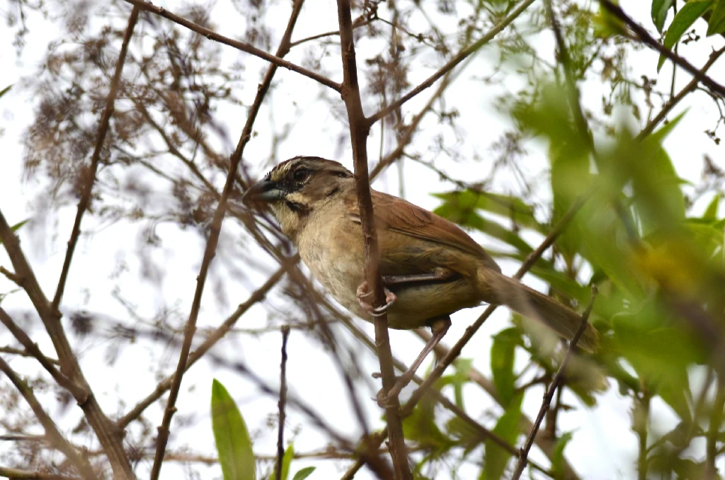 habitat do tico-tico-avermelhado