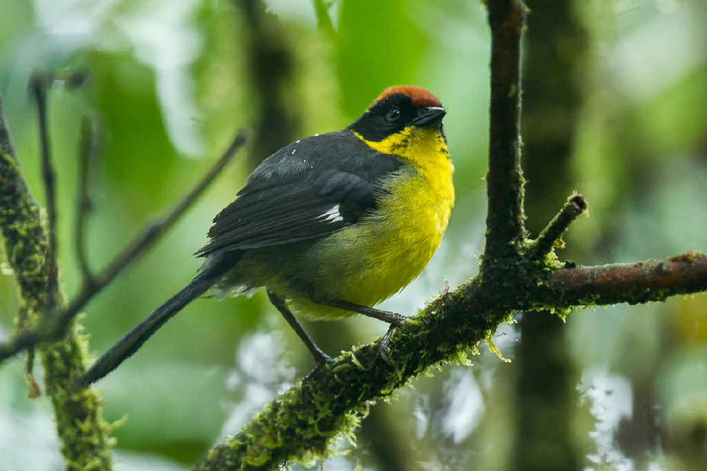 habitat do tico-tico-boliviano