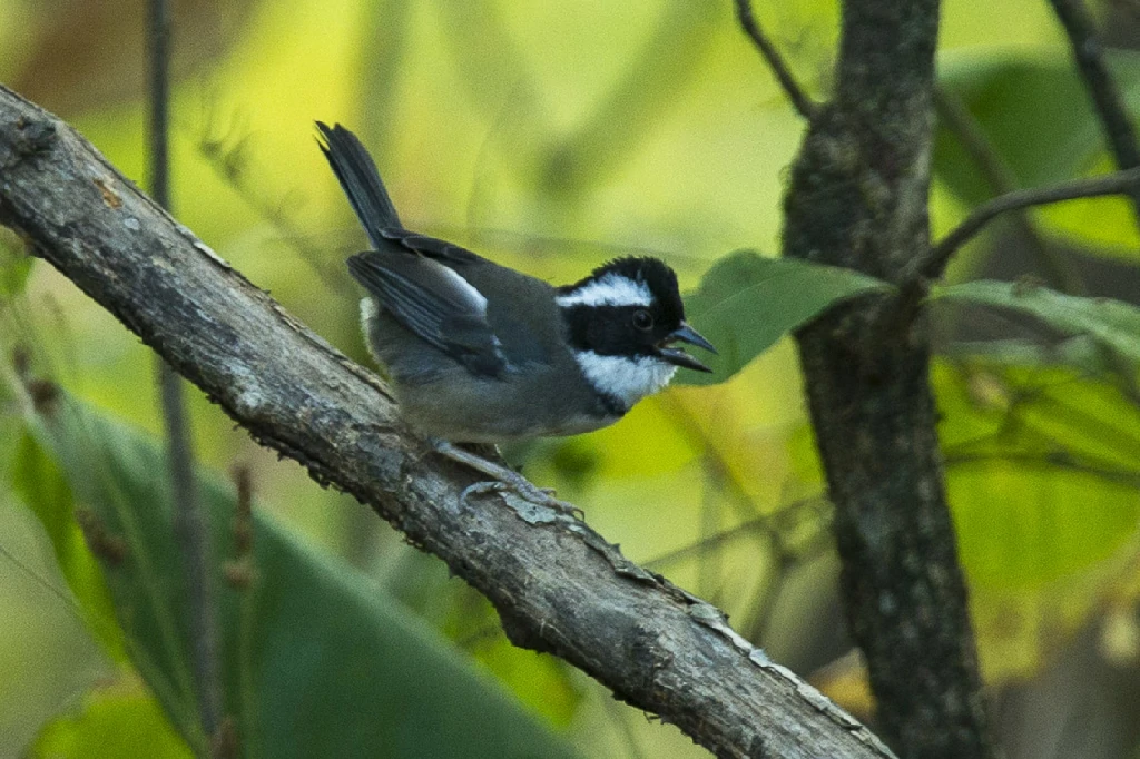 habitat do tico-tico-de-coroa-preta