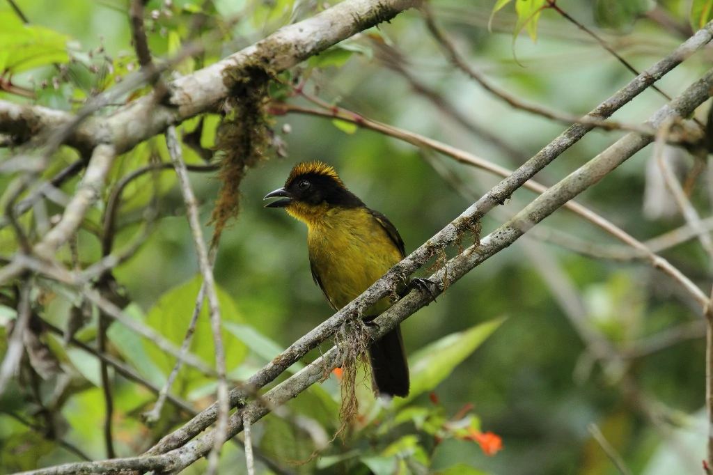 habitat do tico-tico-tricolor