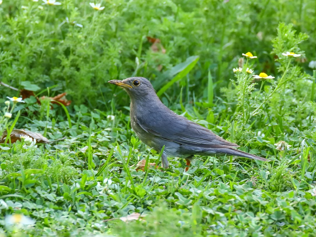 habitat do tordo-unicolor