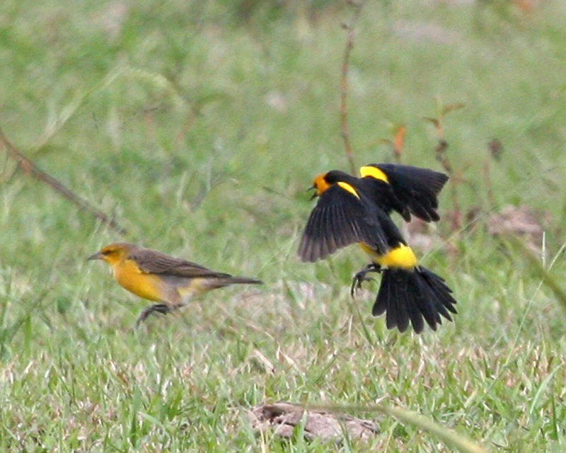 habitat do veste-amarela