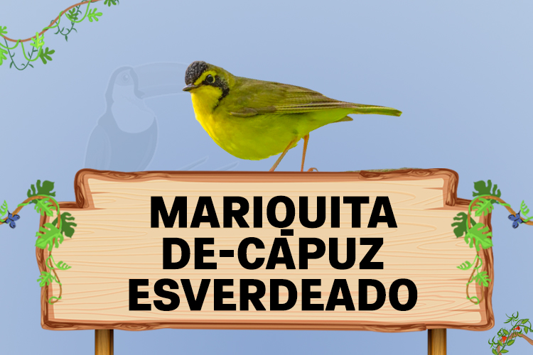 mariquita de capuz esverdeado