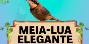 meia-lua elegante