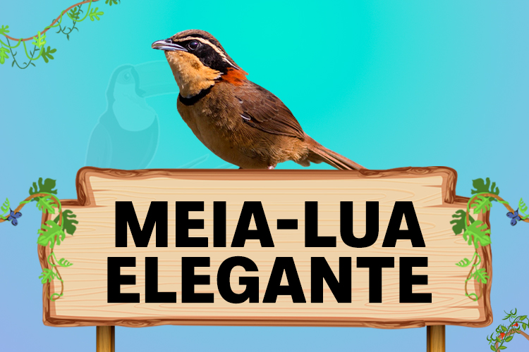 meia-lua elegante