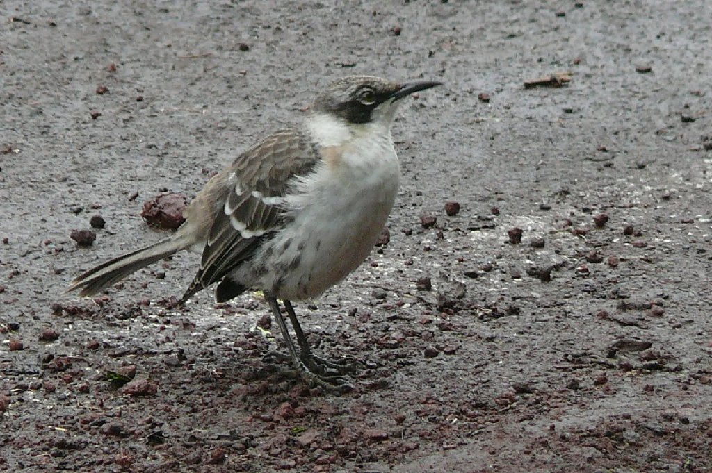 mimao de galapagos