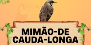 mimao de cauda longa