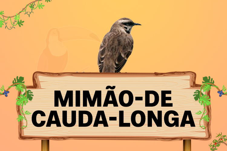 mimao de cauda longa