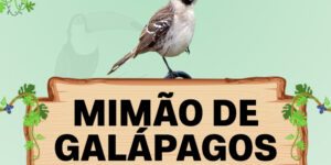 mimao de galapagos