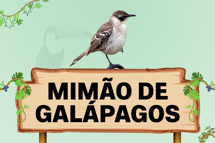 mimao de galapagos
