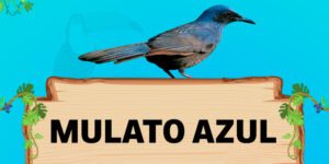 mulato azul