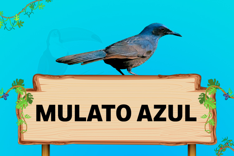 mulato azul